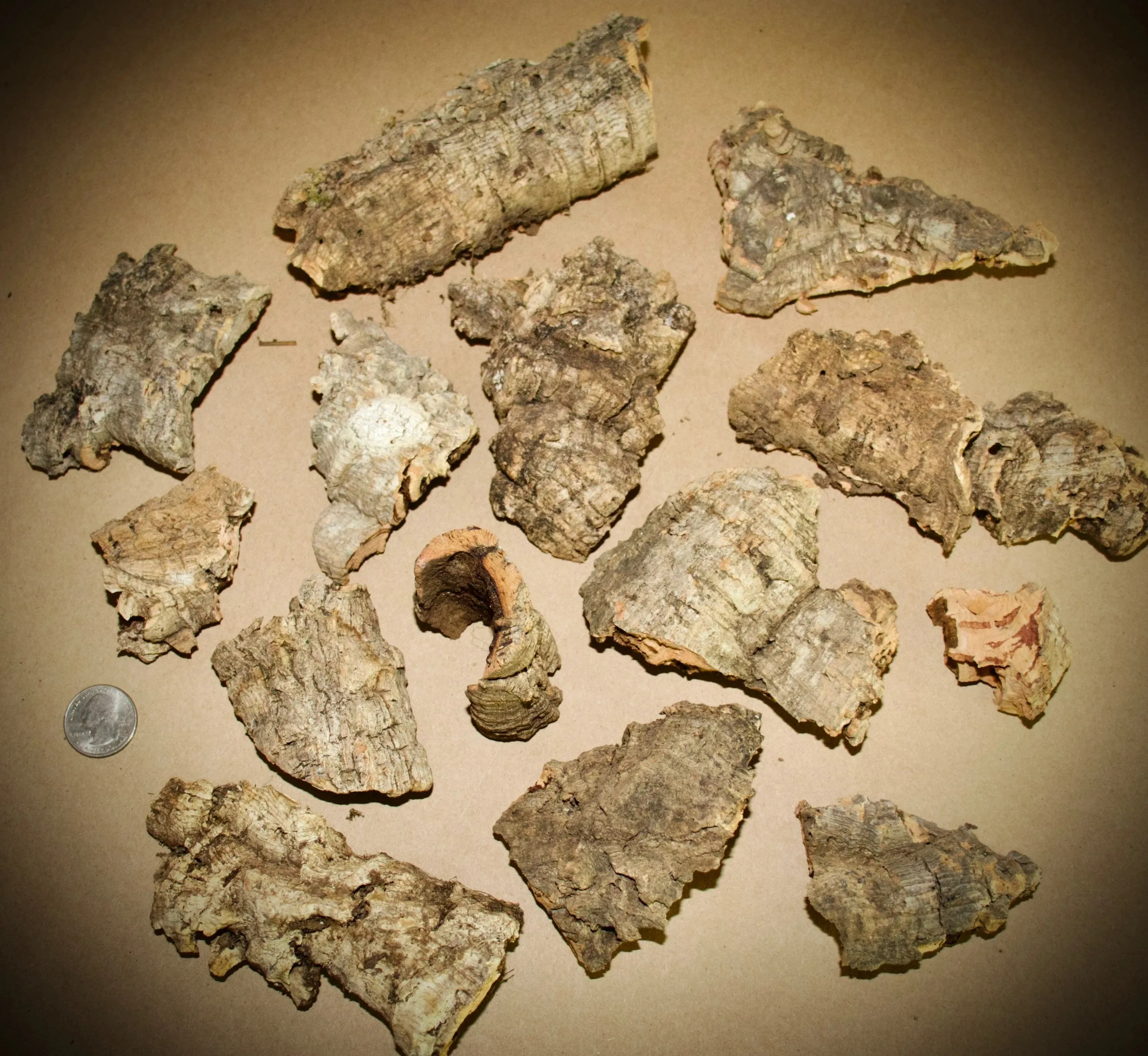 Micro Cork Bark Bits